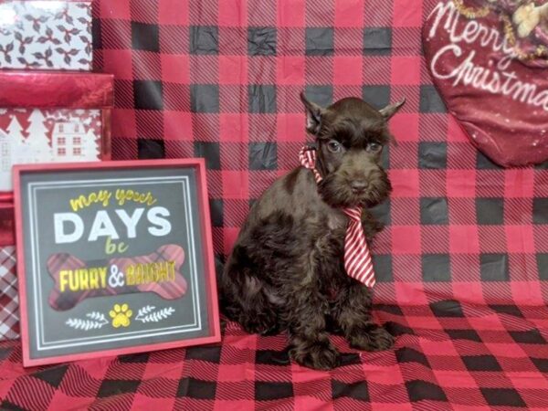 Miniature Schnauzer DOG Male LIVER 7600 Petland Athens, OH