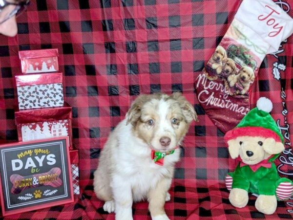 Australian Shepherd DOG Female Red Merle 7599 Petland Athens, OH