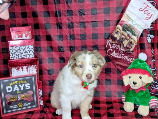 Aussie DOG Female Red Merle 7599 Petland Athens, OH