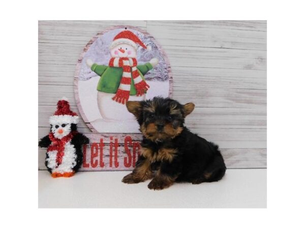 Yorkshire Terrier DOG Male Black / Tan 7624 Petland Athens, OH