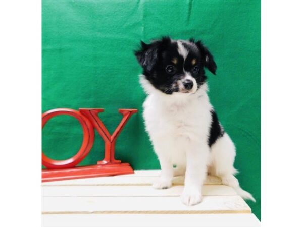 Papillon DOG Male Black White / Tan 7610 Petland Athens, OH