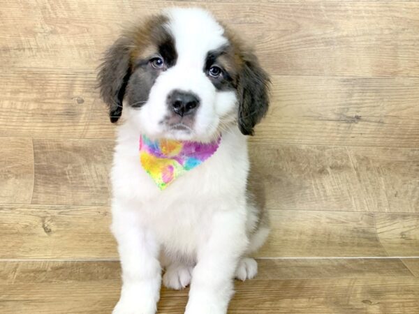 Saint Bernard DOG Male Sable & White 7606 Petland Athens, OH