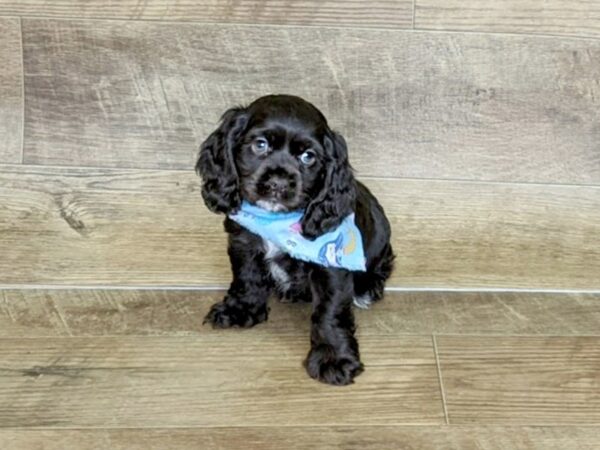 Cocker Spaniel-DOG-Female-choc-7607-Petland Athens, OH