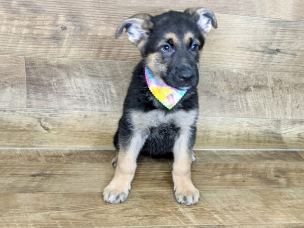 German Shepherd DOG Male black tan 7604 Petland Athens, OH