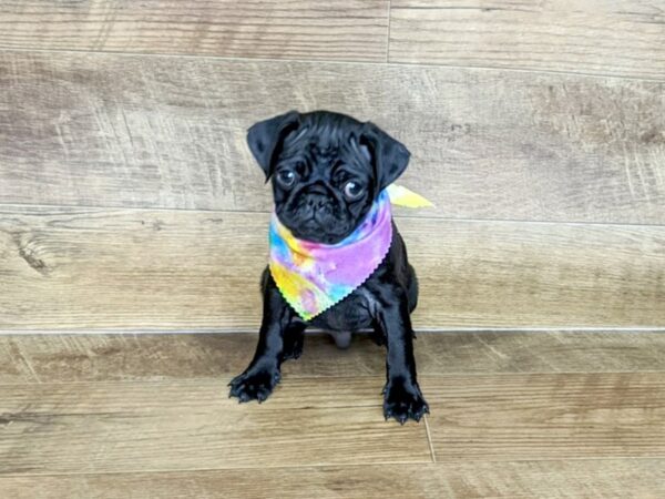 Pug DOG Male BLK 7609 Petland Athens, OH