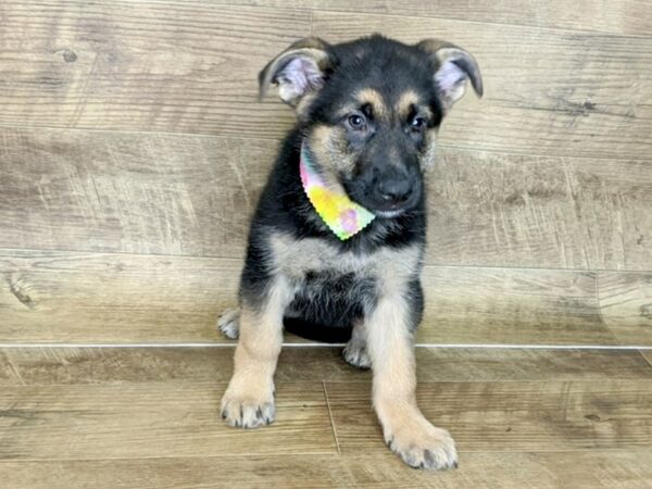 German Shepherd DOG Female black tan 7603 Petland Athens, OH