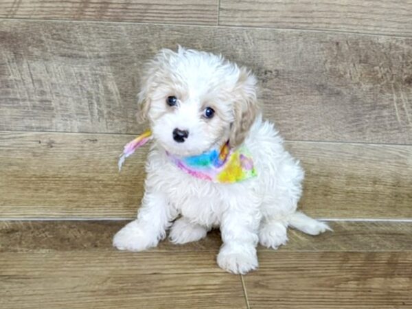 Teddy Bear-DOG-Male-Brown White-7608-Petland Athens, OH