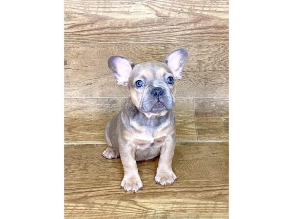 French Bulldog DOG Male BLUE 7617 Petland Athens, OH