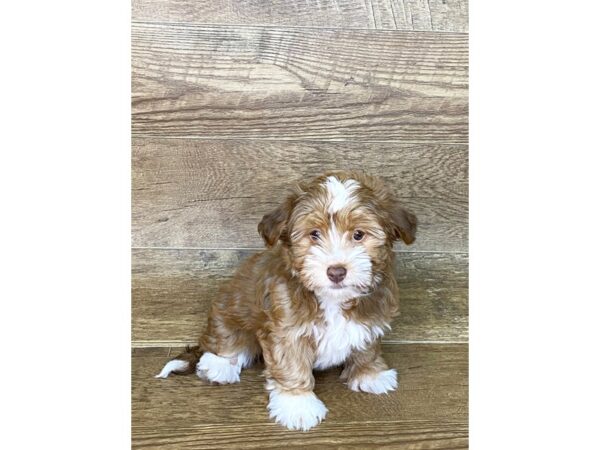 Havanese-DOG-Female-LIVER WHT-7616-Petland Athens, OH