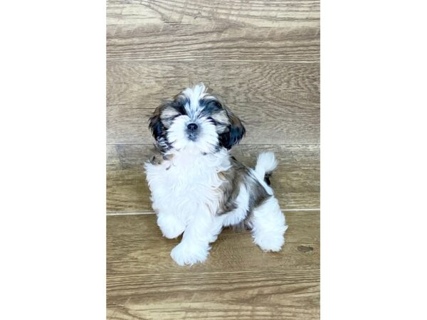 Shih Tzu DOG Female brown white 7615 Petland Athens, OH