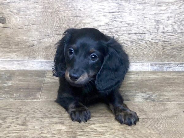 Dachshund DOG Male RED 7623 Petland Athens, OH