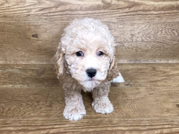 Cockadoodle-DOG-Male-APRICOT-7622-Petland Athens, OH