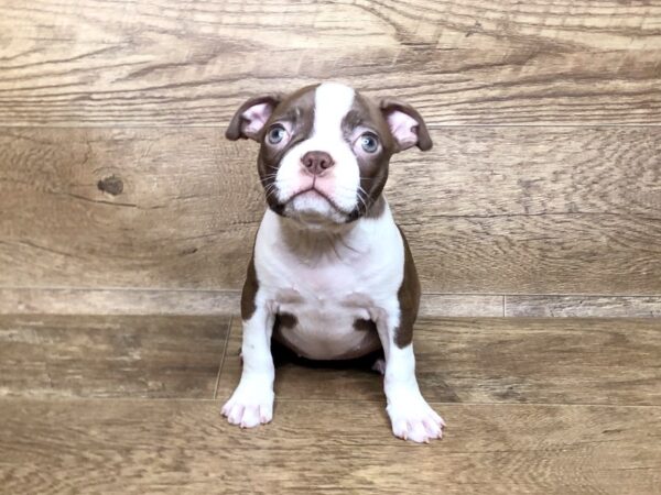 Boston Terrier DOG Female RED WHT 7621 Petland Athens, OH