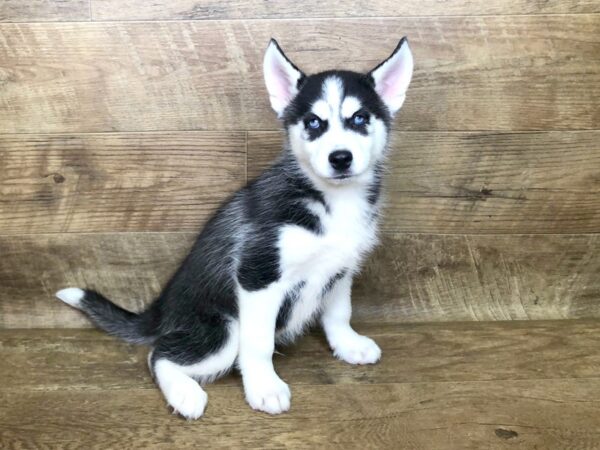 Siberian Husky DOG Male Black White 7620 Petland Athens, OH