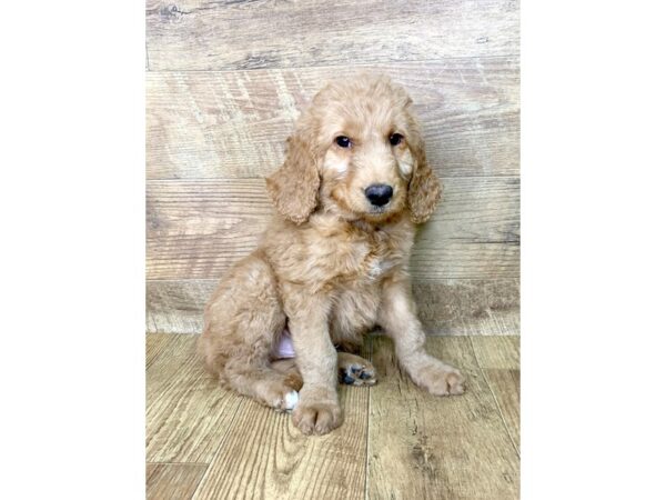 Golden Doodle DOG Male Dark Golden 7627 Petland Athens, OH