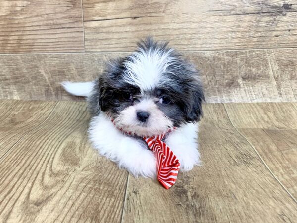 Shih Tzu DOG Male BLUE WHITE 7628 Petland Athens, OH