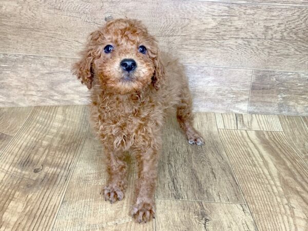 Poodle DOG Male RED 7632 Petland Athens, OH