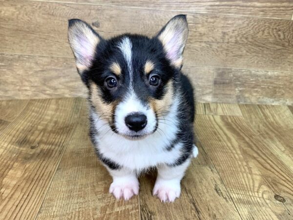 Black tri sales corgi puppy
