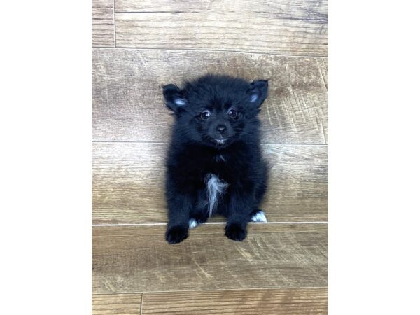 Pomeranian DOG Female BLACK WH 7630 Petland Athens, OH