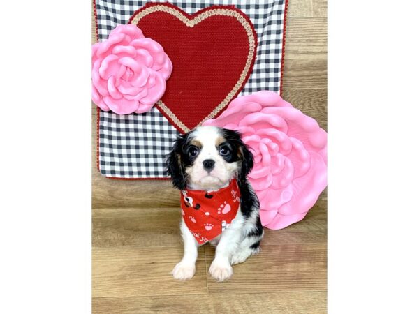 Cavalier King Charles Spaniel DOG Male TRI 7638 Petland Athens, OH