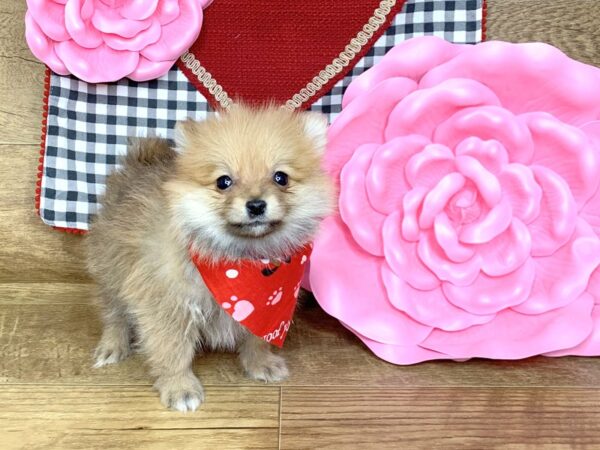 Pomeranian-DOG-Female-SABLE-7642-Petland Athens, OH