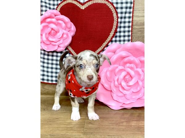 Chihuahua DOG Female CHOC MERLE 7641 Petland Athens, OH