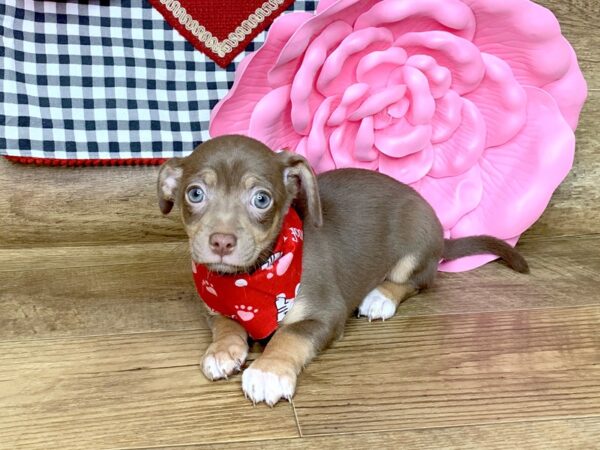 Chihuahua DOG Male CHOC TAN 7640 Petland Athens, OH