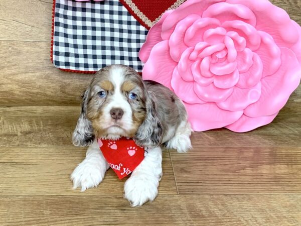 Cocker Spaniel DOG Male CHOC MERLE PARTI 7636 Petland Athens, OH