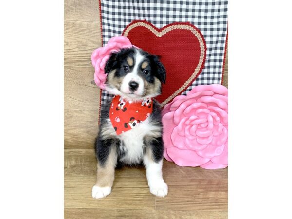 Mini Aussie-DOG-Male-Tri-7635-Petland Athens, OH