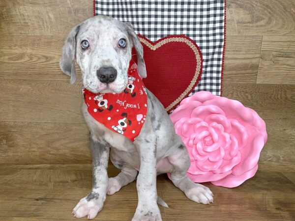 Great Dane DOG Male Gray 7634 Petland Athens, OH