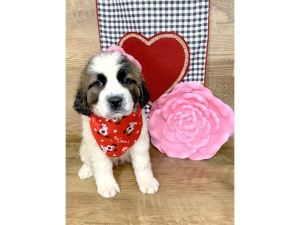 Saint Bernard-DOG-Female-Sable & White-7633-Petland Athens, OH