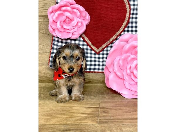 Dorkie DOG Female BROWN 7639 Petland Athens, OH