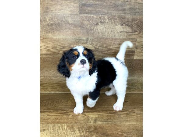 Mini Bernese DOG Male Tri 7625 Petland Athens, OH