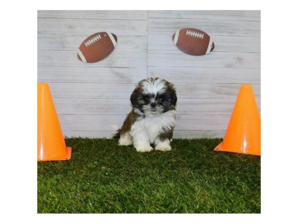 Shih Tzu DOG Female Brindle / White 7646 Petland Athens, OH