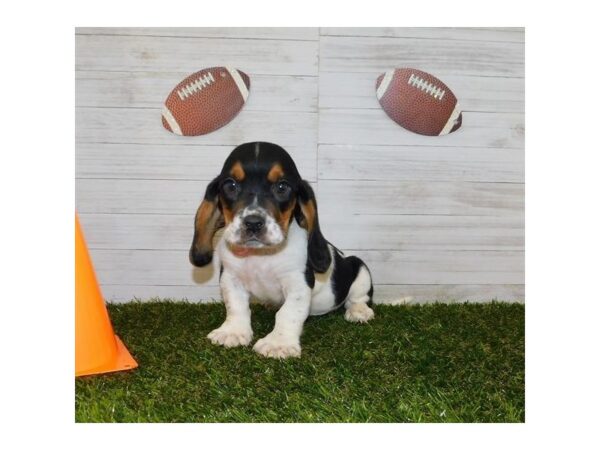 Basset Hound DOG Male Black White / Tan 7645 Petland Athens, OH