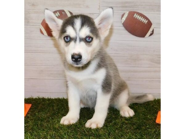 Siberian Husky DOG Female Black / White 7647 Petland Athens, OH