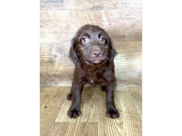 Mini Labradoodle DOG Female CHOCOLATE 7644 Petland Athens, OH