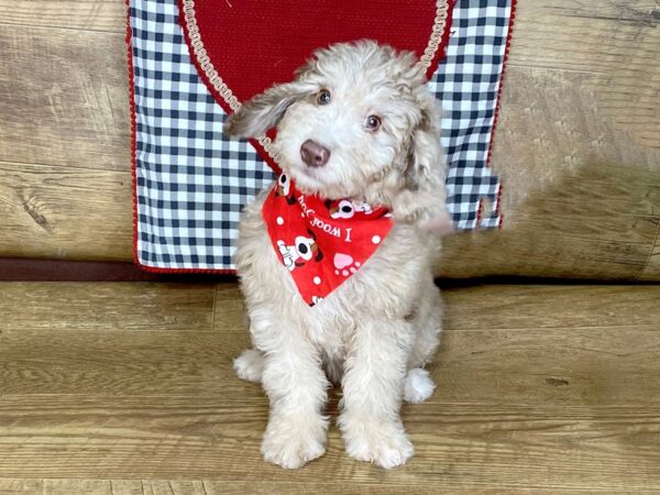 F1 Mini Golden Doodle DOG Female choc merle 7643 Petland Athens, OH