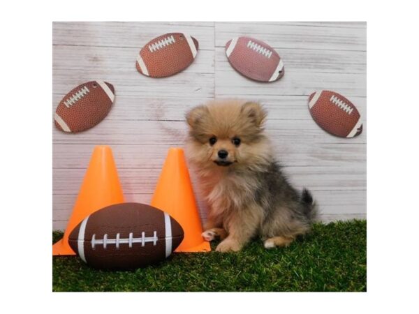 Pomeranian-DOG-Male-Orange Sable-7656-Petland Athens, OH