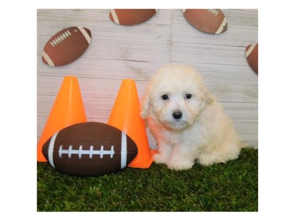 Bichapoo-DOG-Male-Cream-7657-Petland Athens, OH