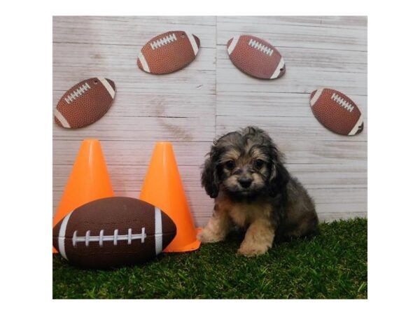 Cocker Spaniel/Bichon Frise DOG Male Sable 7659 Petland Athens, OH