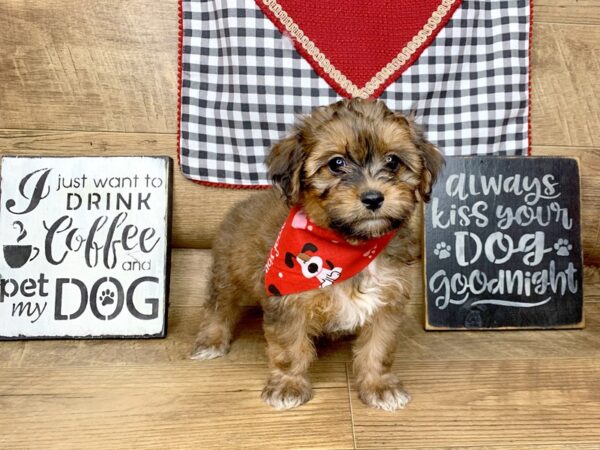 Morkie DOG Female BEIGE 7651 Petland Athens, OH