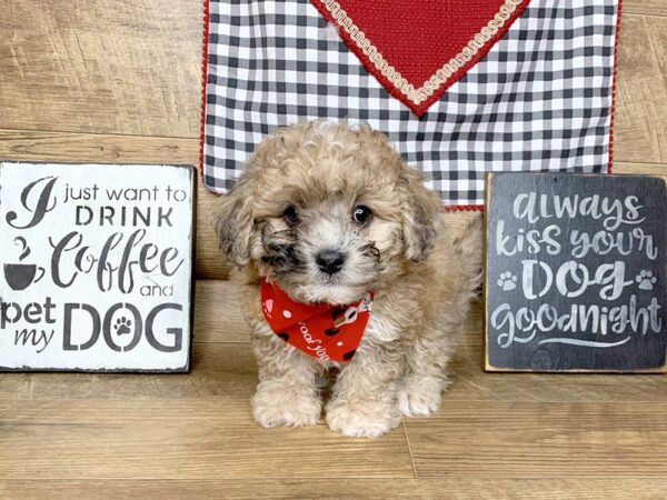 Lhasa Poo DOG Male APRICOT 7650 Petland Athens, OH