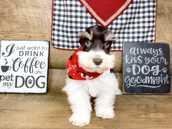 Miniature Schnauzer DOG Male liver white 7649 Petland Athens, OH