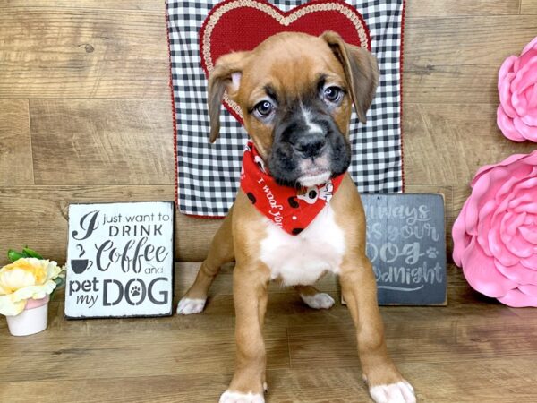 Boxer DOG Male Fawn White 7648 Petland Athens, OH