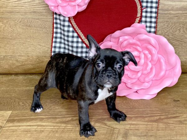 French Bulldog DOG Female black  brindle 7660 Petland Athens, OH