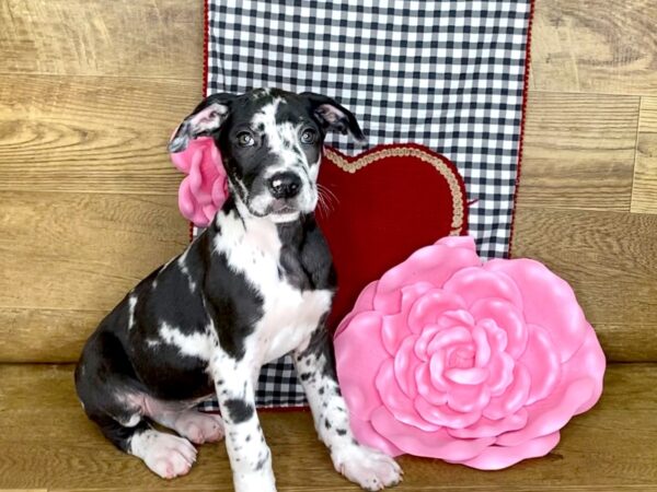 Great Dane DOG Female Harlequin 7652 Petland Athens, OH