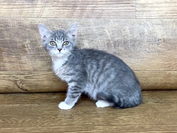 Adopt a Pet Domestic Short Hair-CAT-Female-gray with white socks-7658-Petland Athens, OH