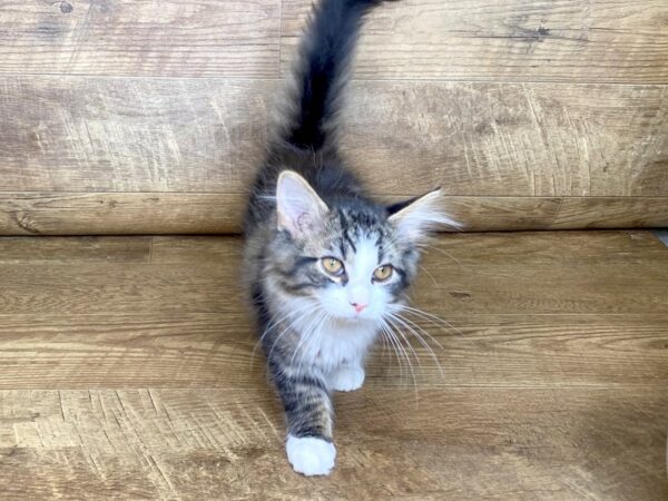 Adopt a Pet Domestic Short Hair-CAT-Male-Brown-7655-Petland Athens, OH