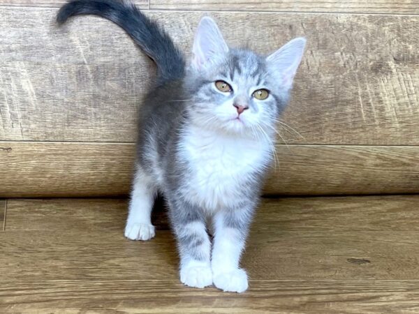 Adopt a Pet Domestic Short Hair-CAT-Female-grey with stockings-7654-Petland Athens, OH